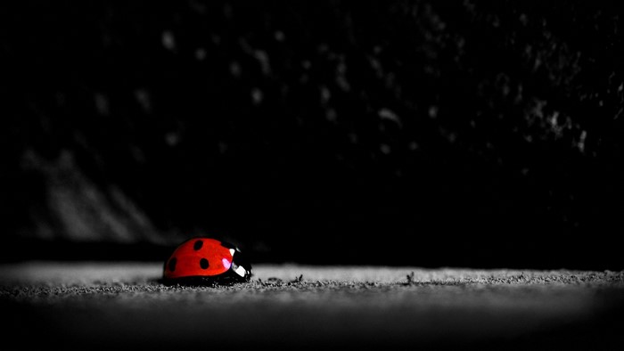 Ladybug on a textured surface with dark background