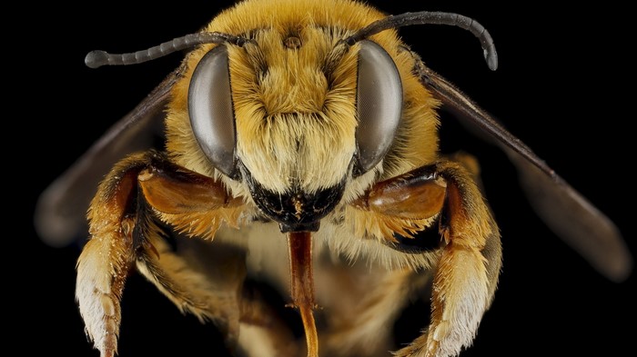 Close-Up Macro of a Bee with Black Background