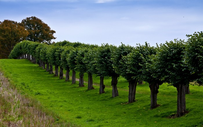 Row of trees in a green field under a blue sky