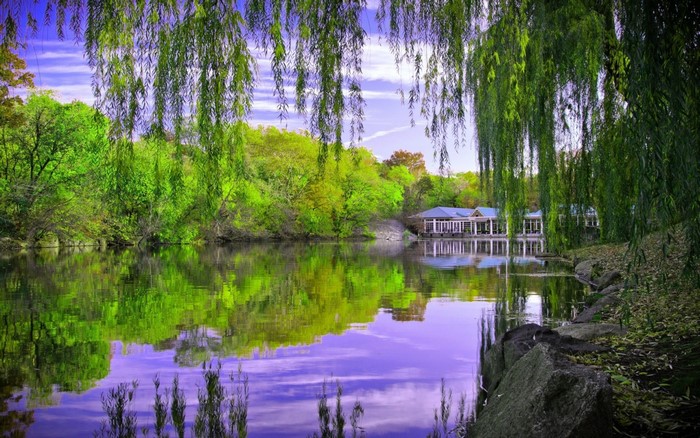 Lake with weeping willow trees and a building