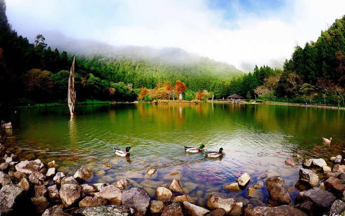 Serene Lake with Ducks and Autumn Forest Reflection