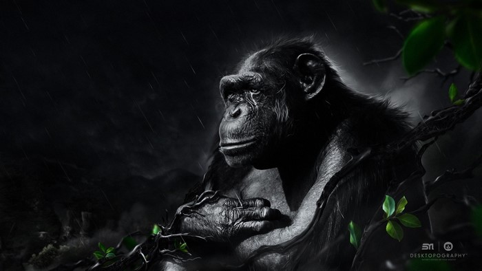 Chimpanzee in the dark jungle with rain