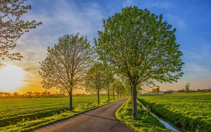 Road lined with trees in a green field at sunset