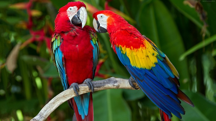 Two colorful macaws perched on a branch