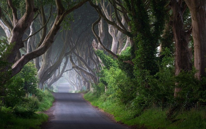 Tree tunnel road with fog