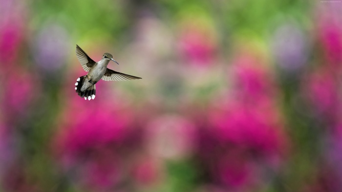 Hummingbird in flight with blurred colorful background