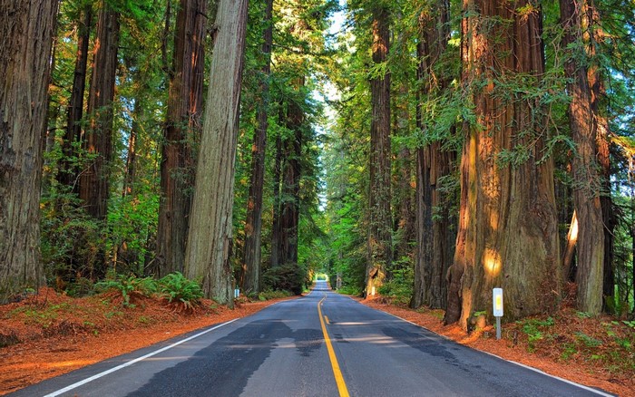 A scenic road through a redwood forest