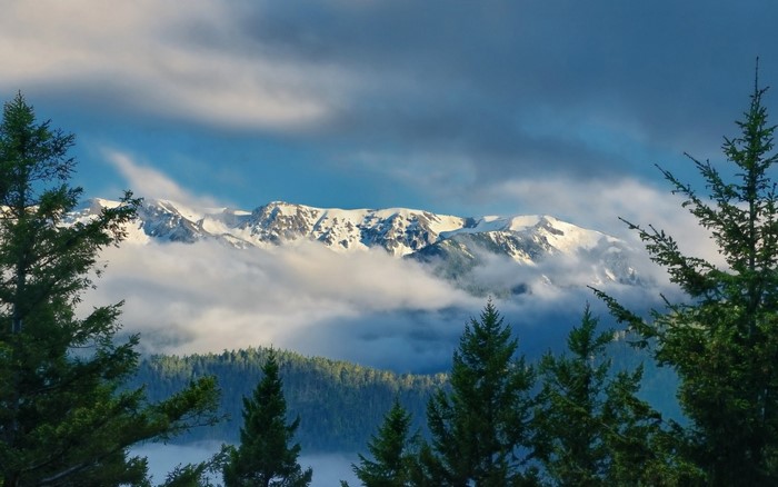 Snow-capped mountains shrouded in clouds with pine trees in foreground
