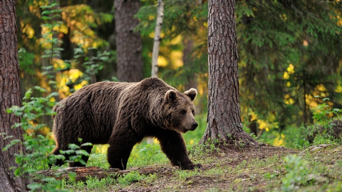 Brown bear walking in a forest