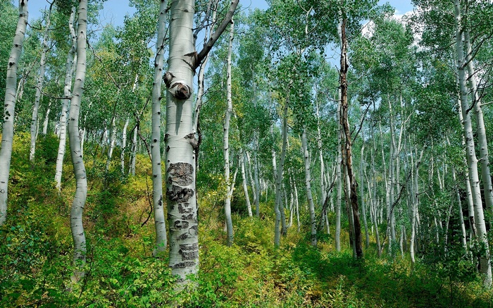 Aspen forest with green foliage and blue sky