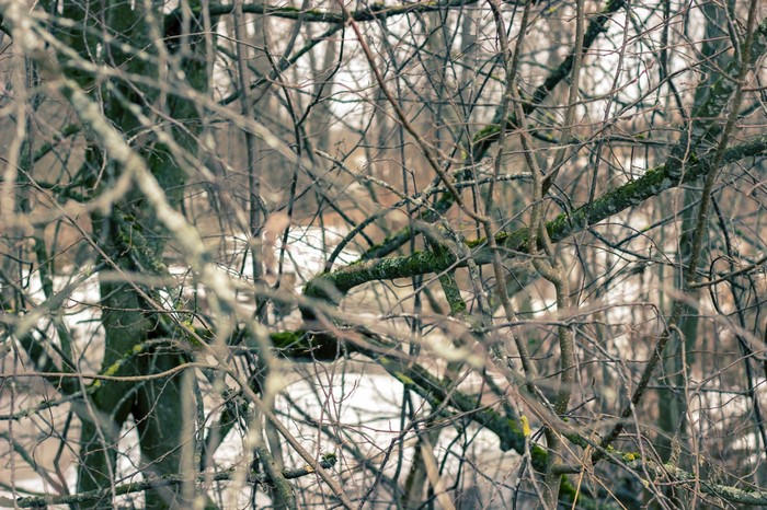 Bare branches of trees in a forest during winter