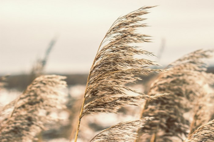 Close-up of dry reeds blowing in the wind