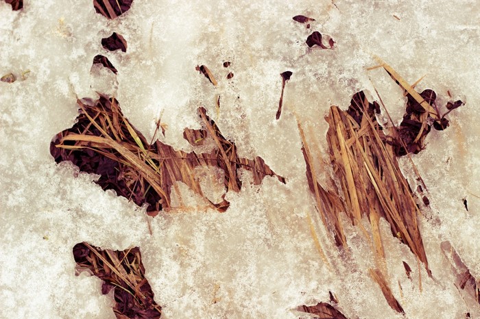 Macro texture of ice and dry grass
