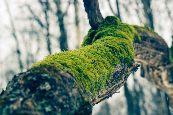 Moss covered tree branch in a forest