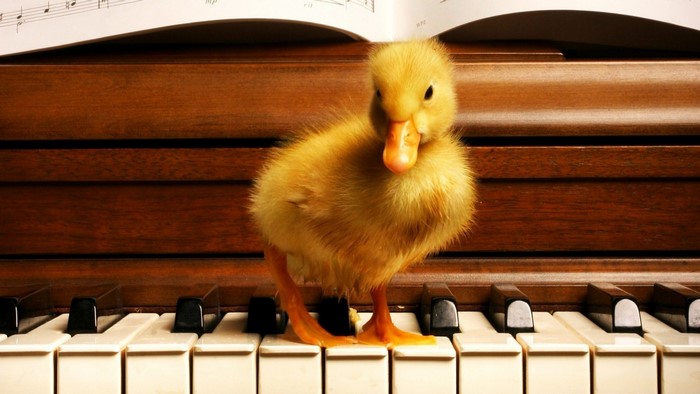 A duckling stands on a piano with sheet music