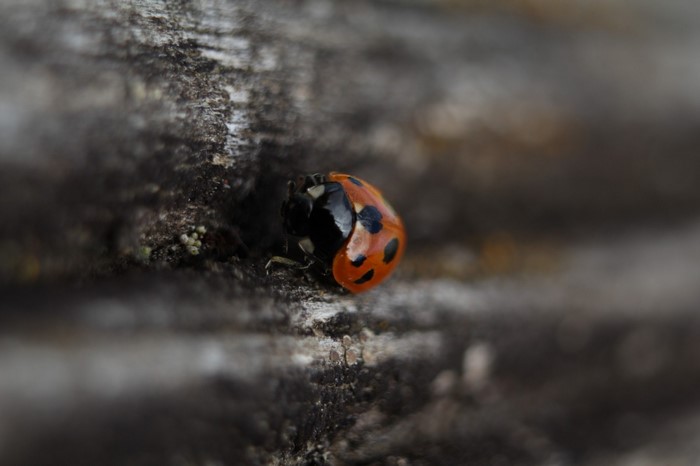 Ladybug on a textured wooden surface, macro photography