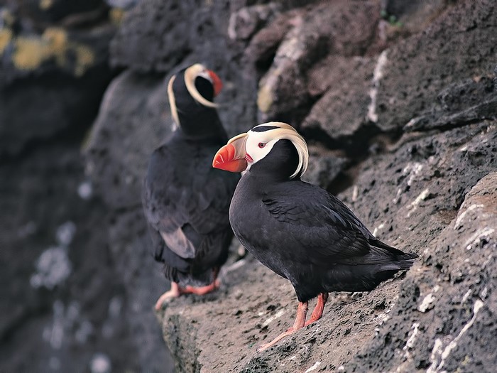 Two Tufted Puffins Perched on Rocky Cliff
