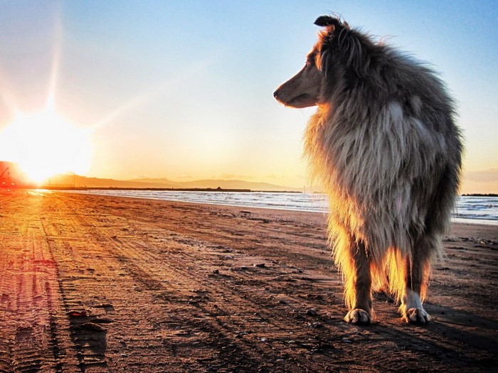 Long-haired dog on a beach at sunset