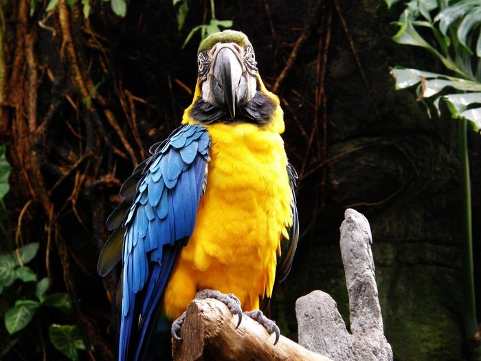 Blue and yellow macaw perched on a branch