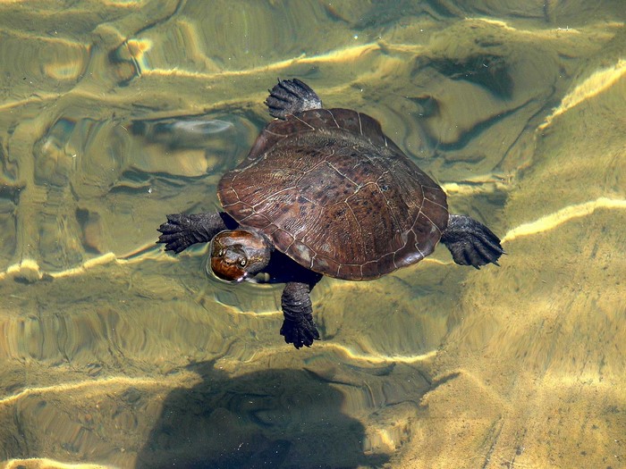 Turtle swimming in shallow water with sandy bottom