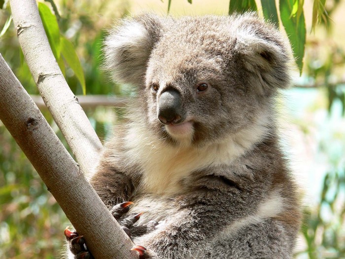 Koala sitting on a tree branch