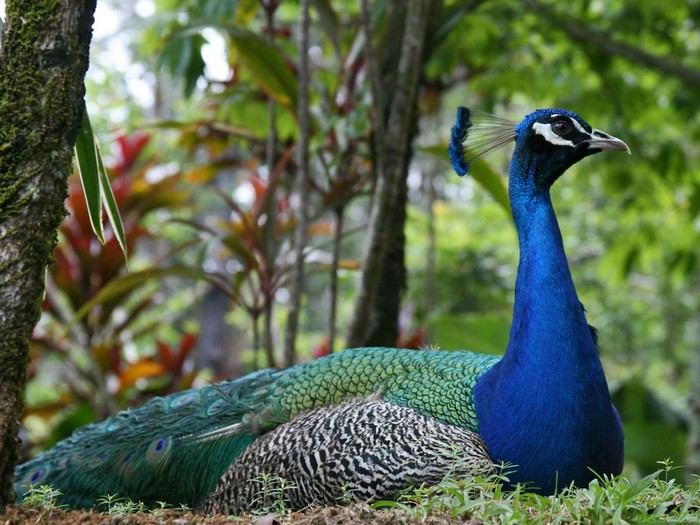 Peacock resting in a forest with green foliage