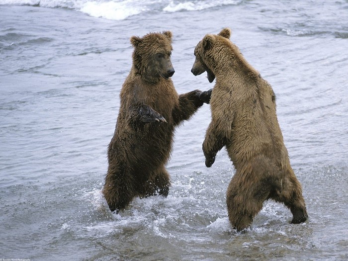Two Grizzly Bears Playing in a River