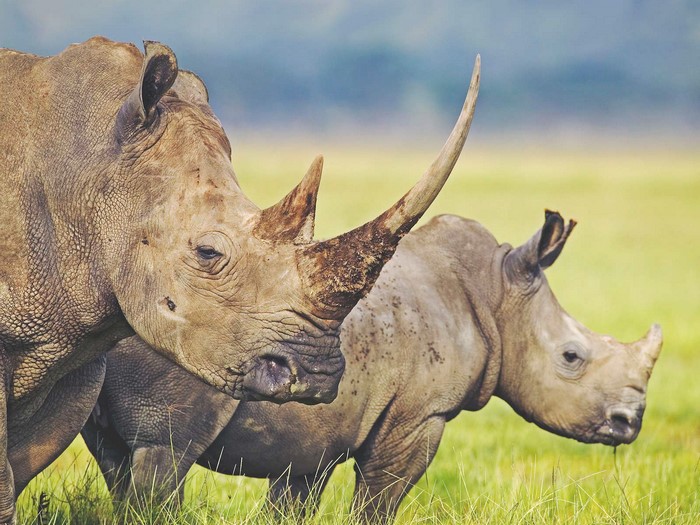 Two rhinos in a grassy field