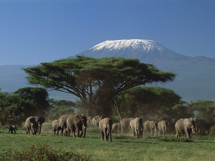 Herd of elephants with Mount Kilimanjaro in the background