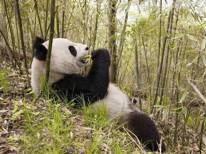 Giant panda eating bamboo in a forest