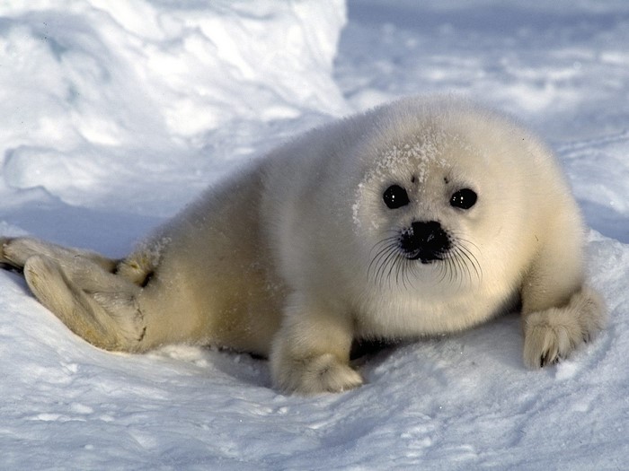 Baby Harp Seal on Snow