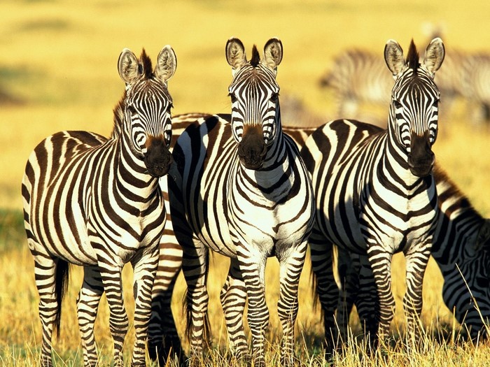 Three zebras standing in a grassy savanna