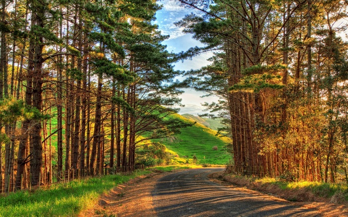Road through a pine forest to a green hill