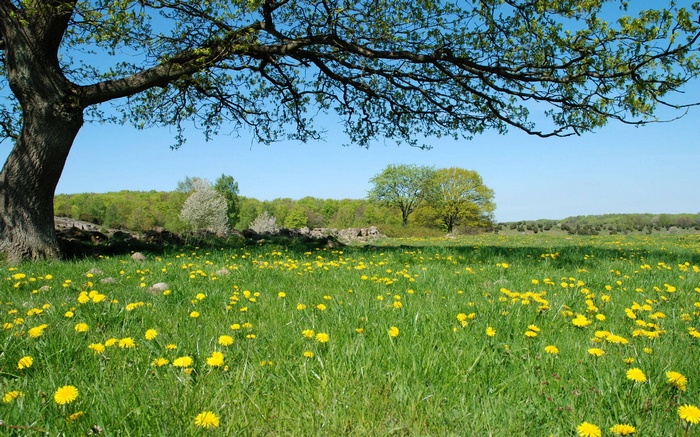 A large oak tree overlooks a field of dandelions
