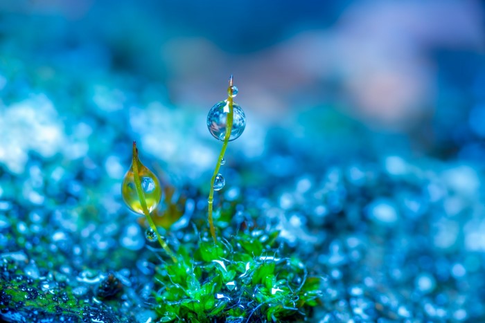 Macro shot of moss with water drops