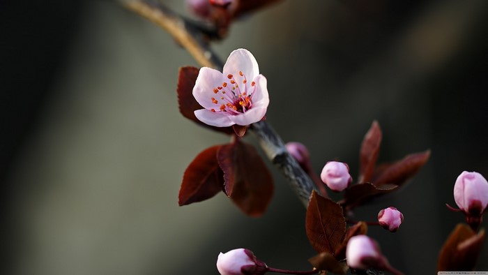 Close-up of a pink cherry blossom on a branch