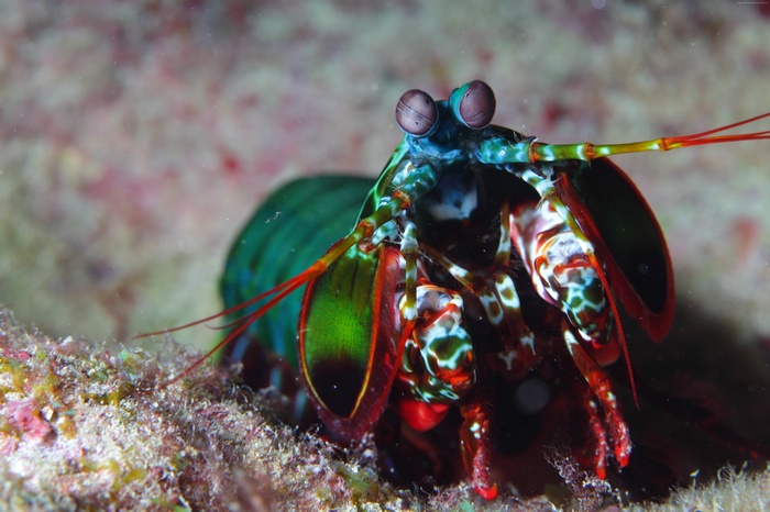 Colorful Mantis Shrimp Underwater