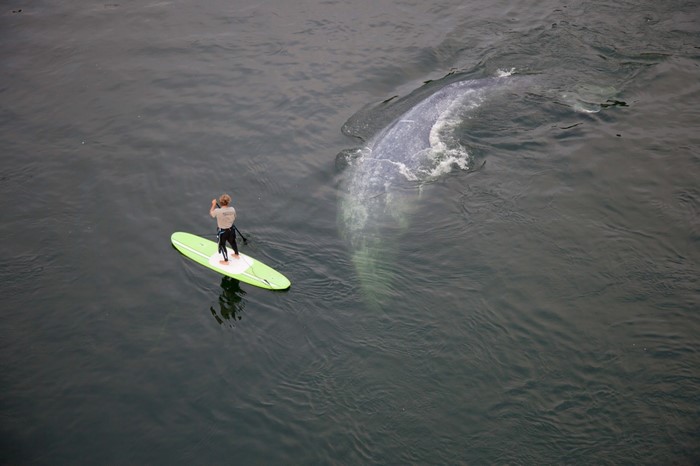 Person on paddleboard near a whale