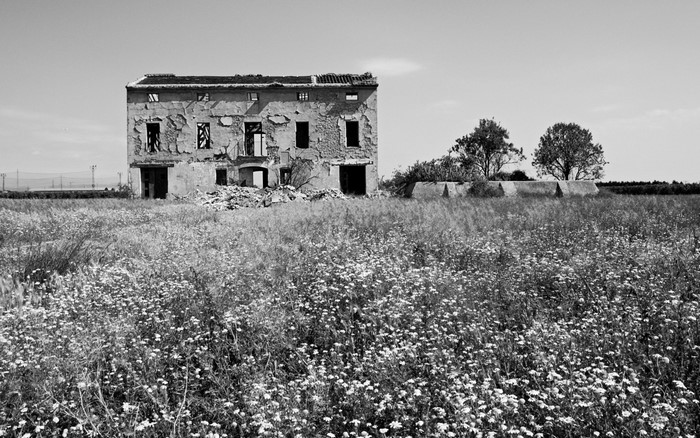 Abandoned building in a field of flowers