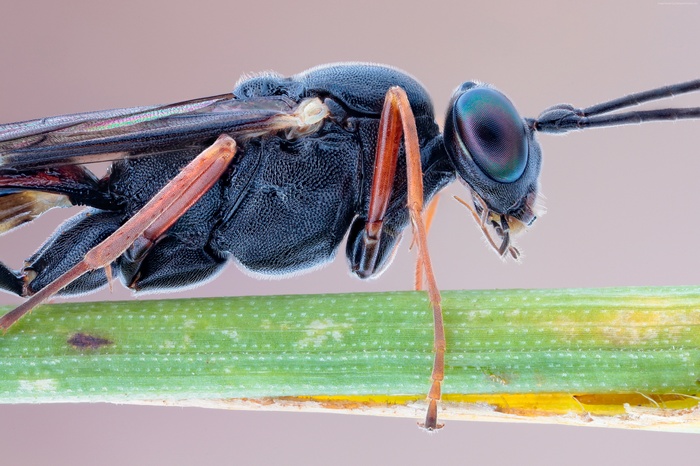 Macro shot of a black parasitic wasp on a green stem