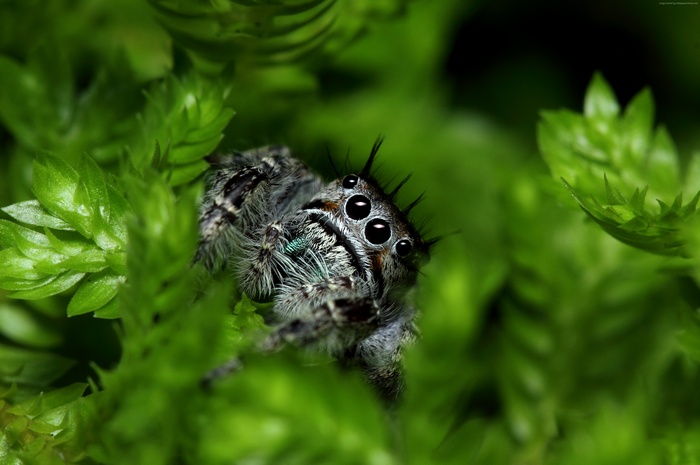 Jumping spider on green leaves