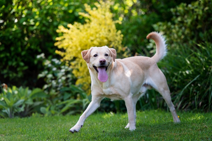 Yellow Labrador dog with tongue out in a garden