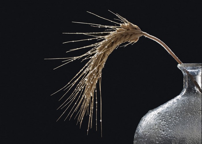 Wheat stalk with water drops in a glass vase