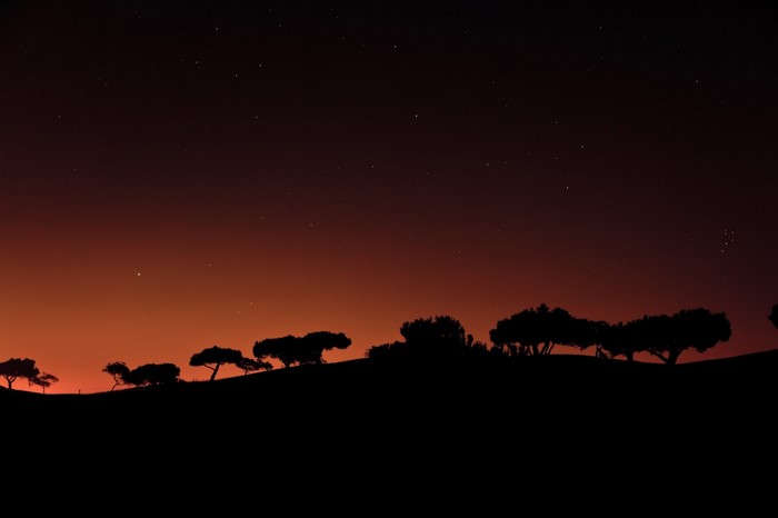 Silhouette of trees against a starry night sky