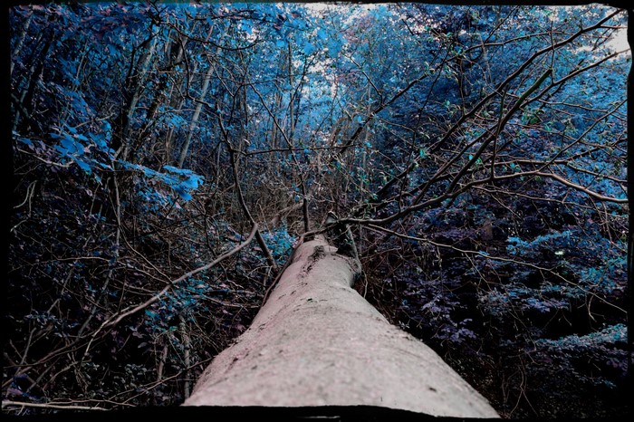 Fallen tree in a blue forest