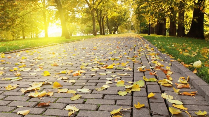 Autumn park path with fallen leaves and sunlight