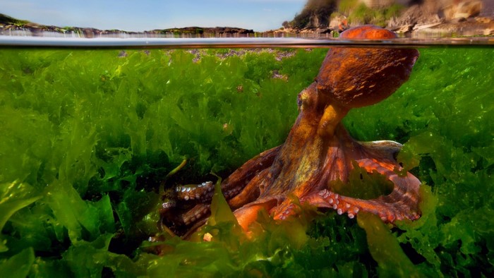 Octopus in green seaweed underwater split view