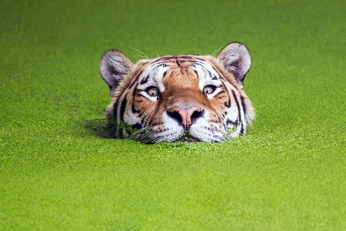 Tiger submerged in green water