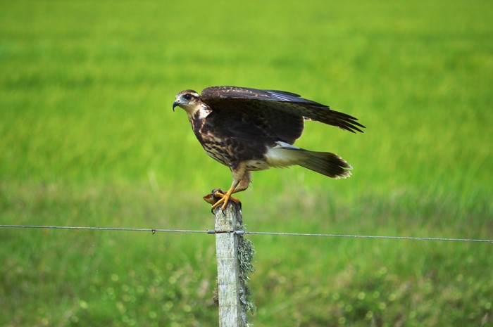 Hawk perched on a wooden post with prey