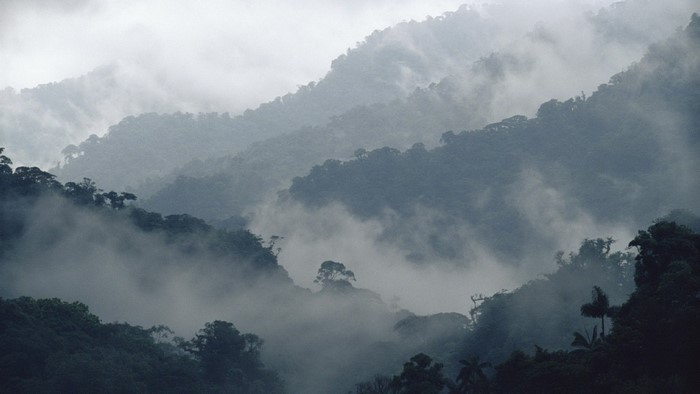 Misty mountains covered in trees